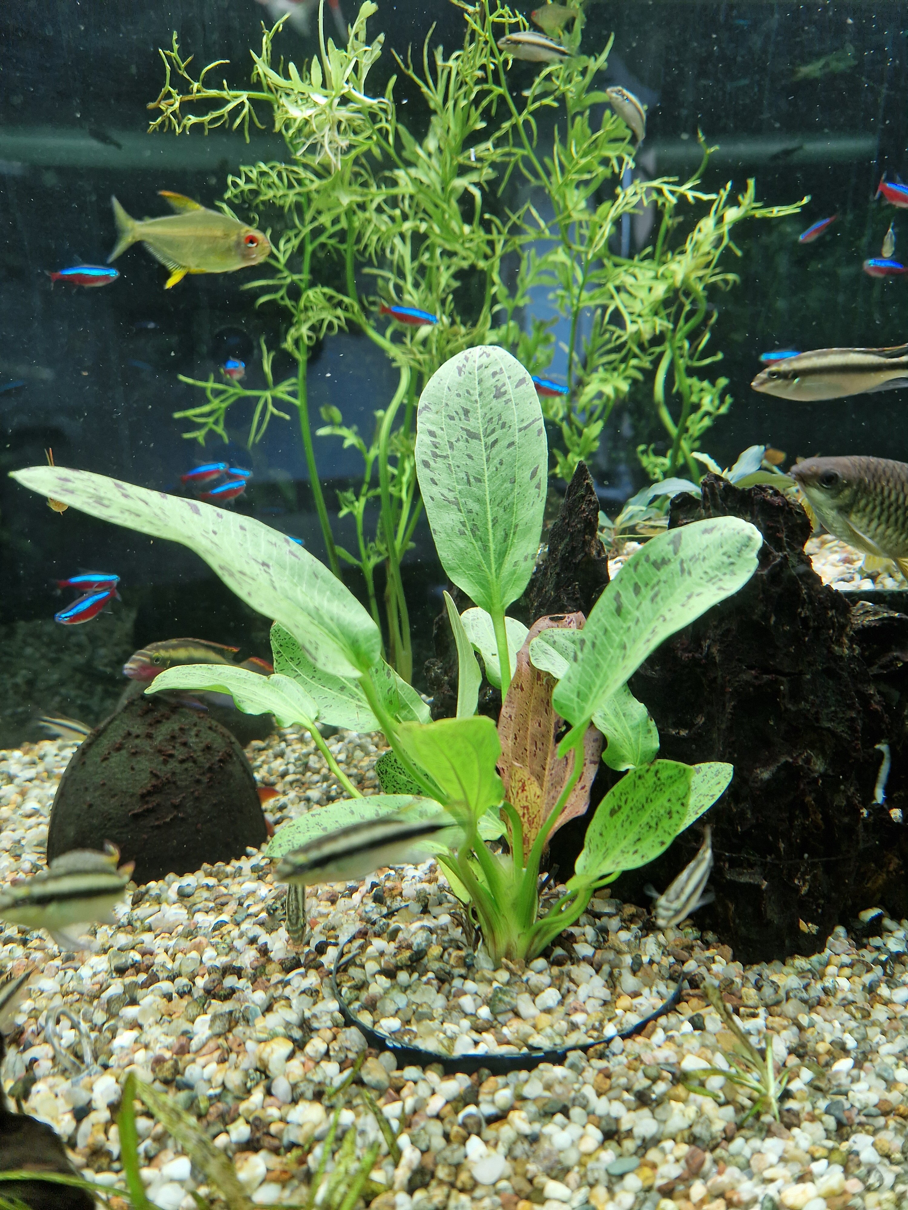 20220807 Echinodorus Ozelot Green.jpg