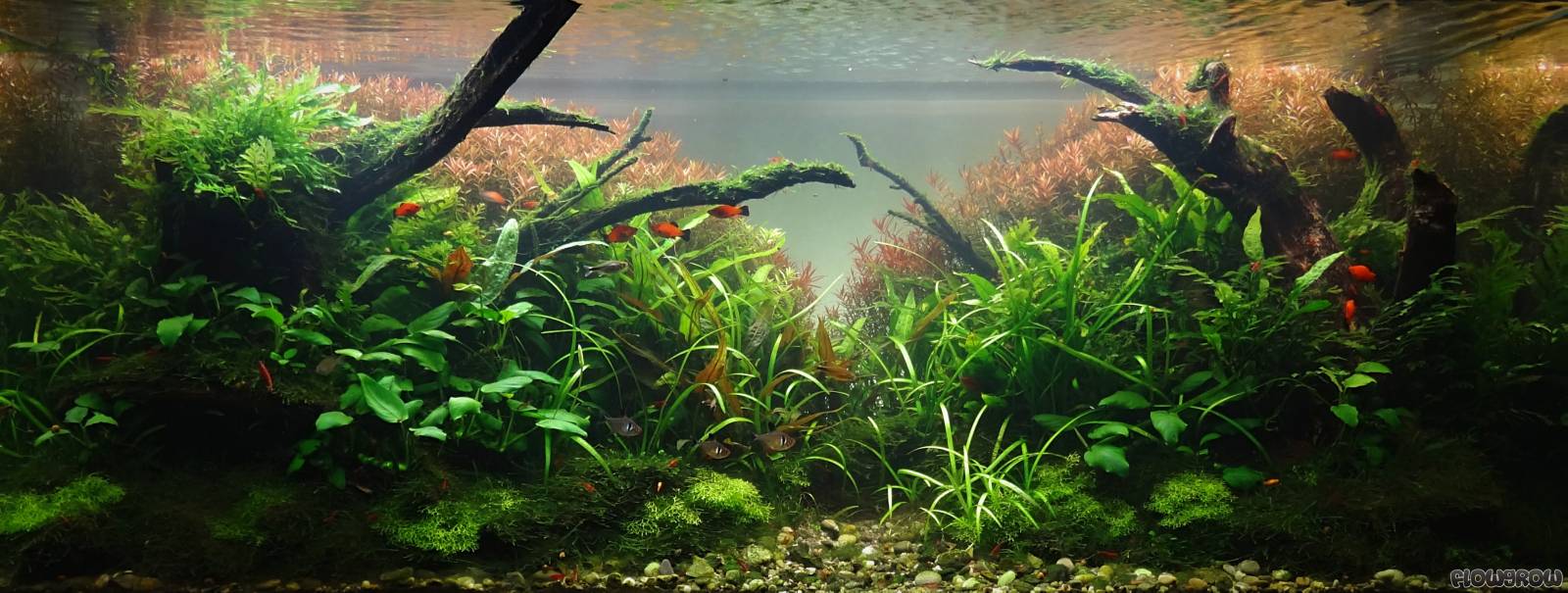 325l-natureaquarium-sunshine-rising-609ceeb3e192a.jpg