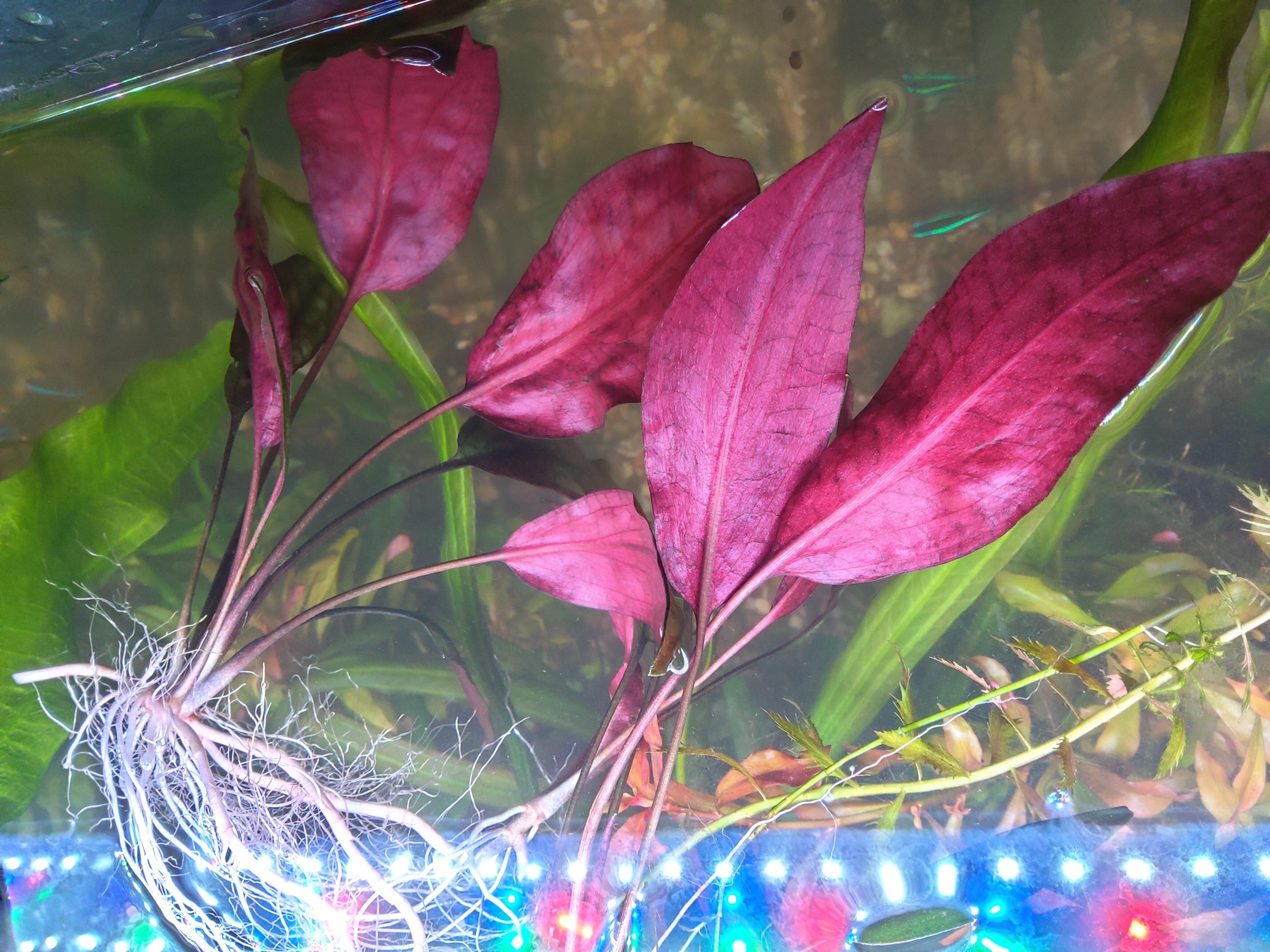 Cryptocoryne blassii 01.jpg