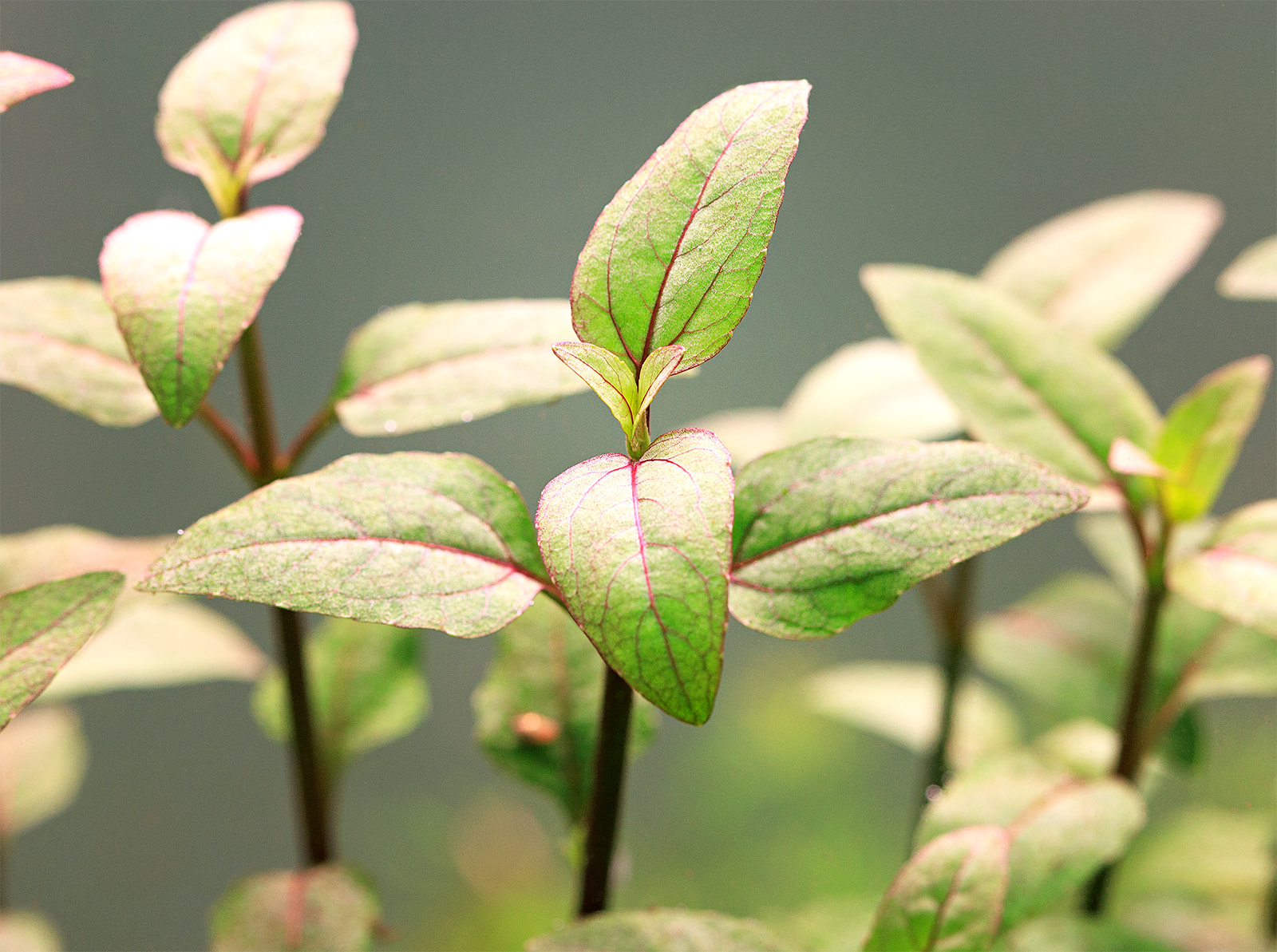 dt_Acmella_repens_135.0732.00_beschreibungsfoto_gross.jpg