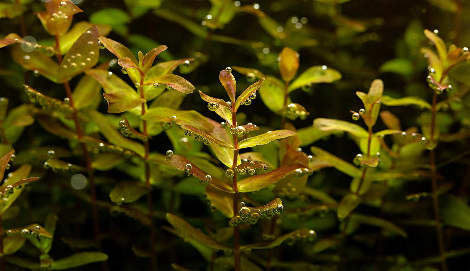 dt_Rotala_macrandra_''Green''_(''Wavy'')_135.0012.00_beschreibungsfoto_gross.jpg