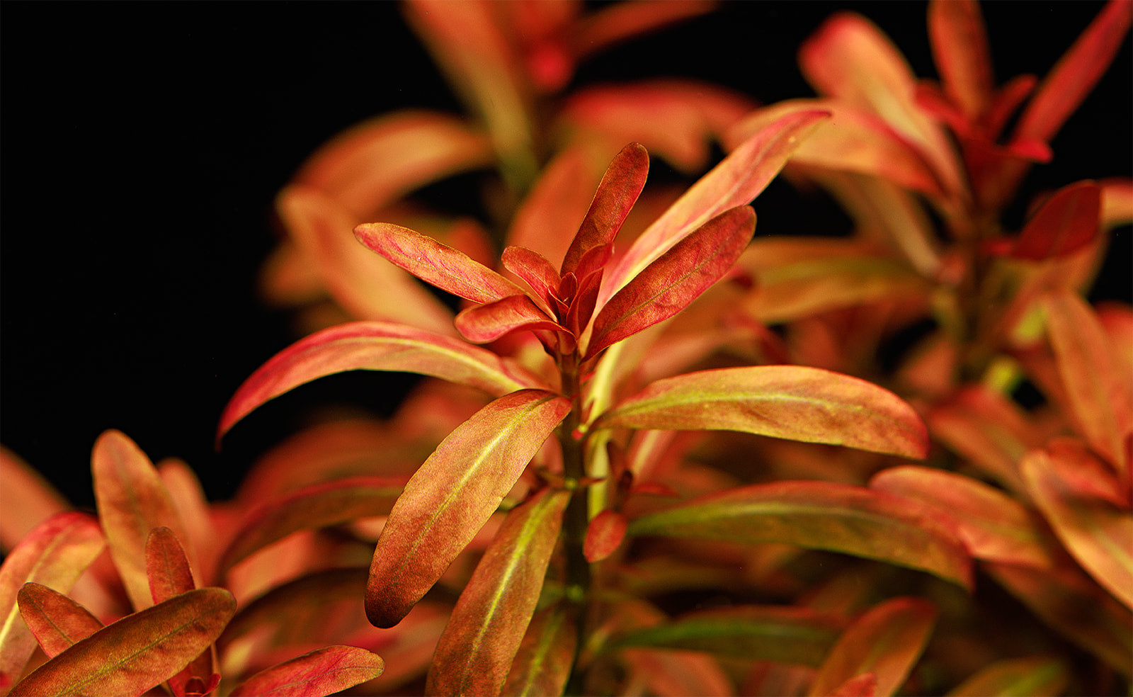 dt_Rotala_ramosior_''Sunset''_135.0491.00_beschreibungsfoto_gross.jpg