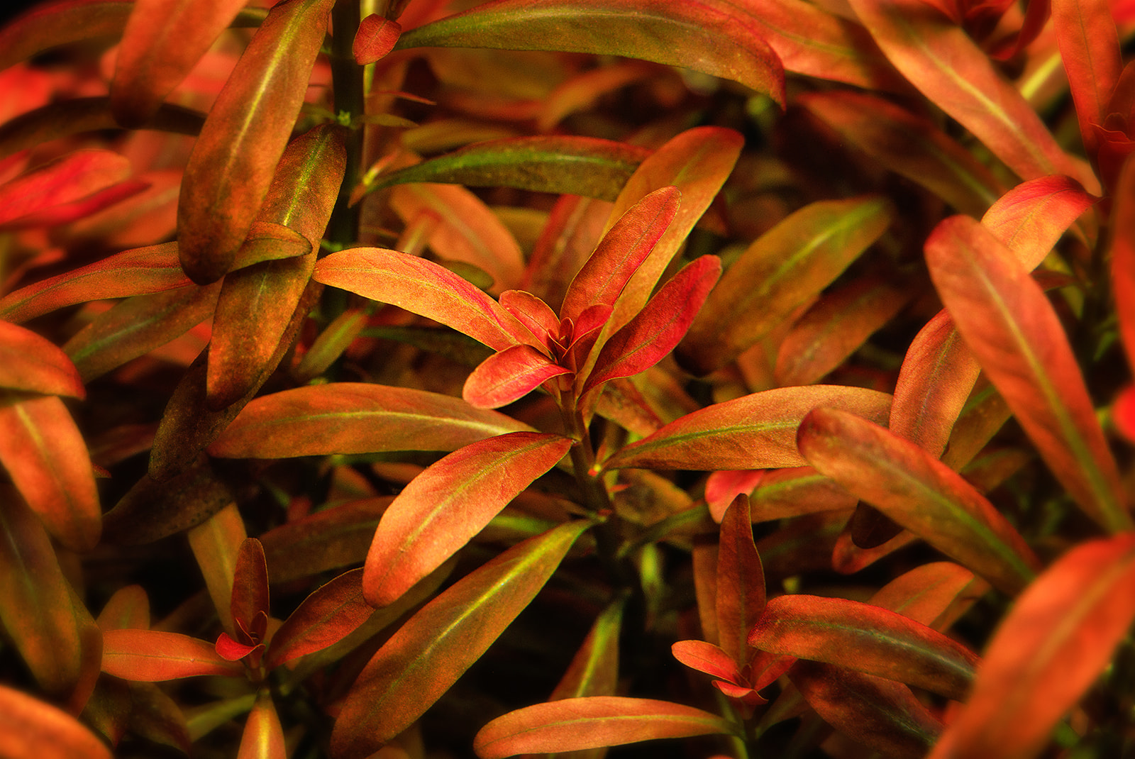 dt_Rotala_ramosior_''Sunset''_135.0491.00_submers_02_beschreibungsfoto_gross.jpg