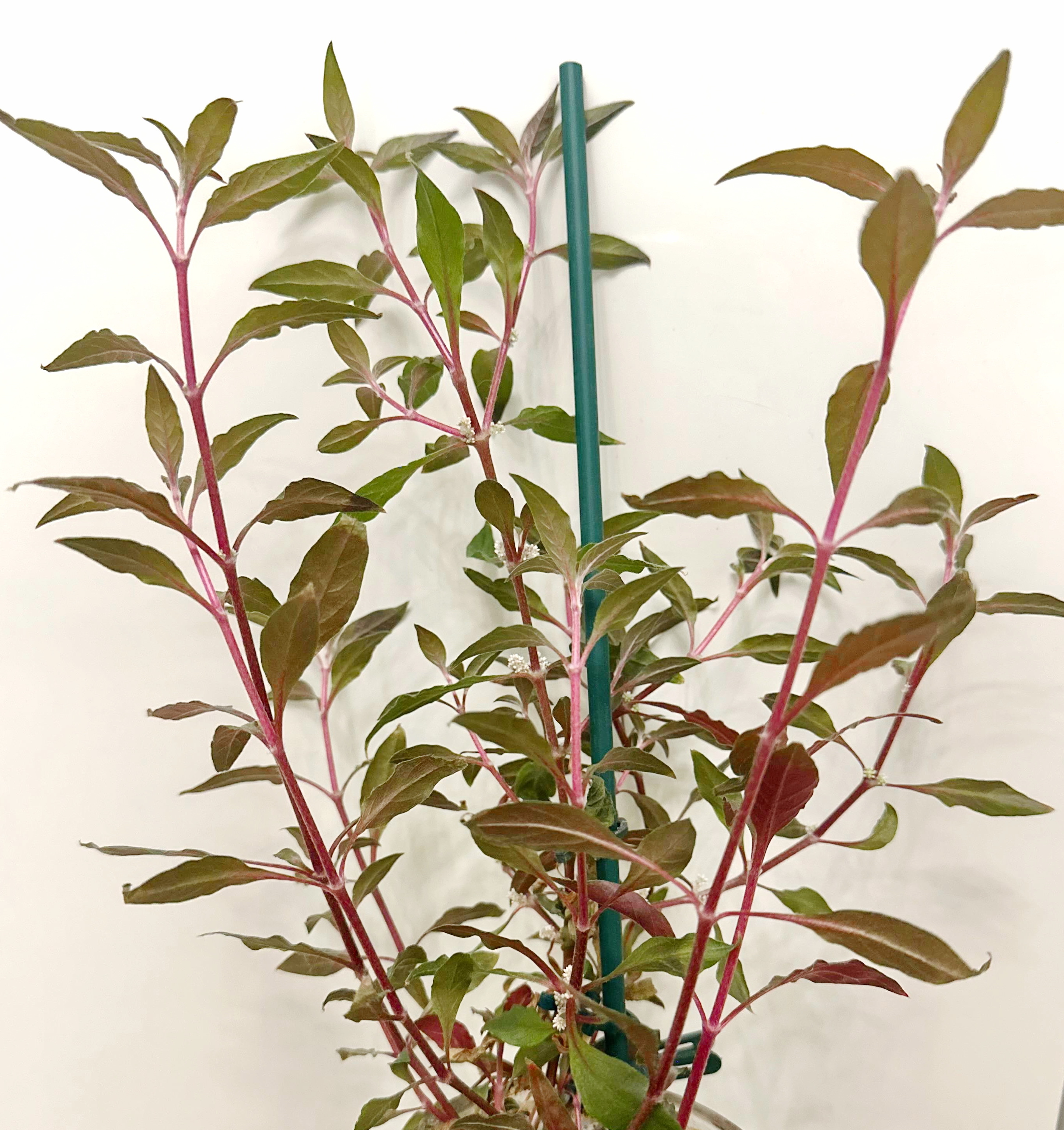 Emers_Alternanthera reineckii rot.jpg