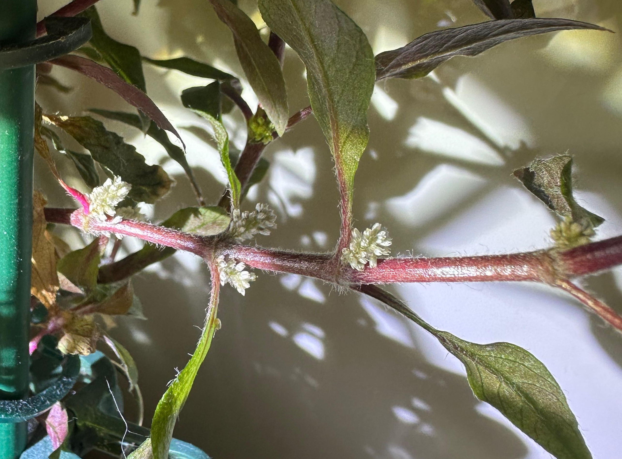 Emers_Alternanthera reineckii rot_Blueten_2.jpg