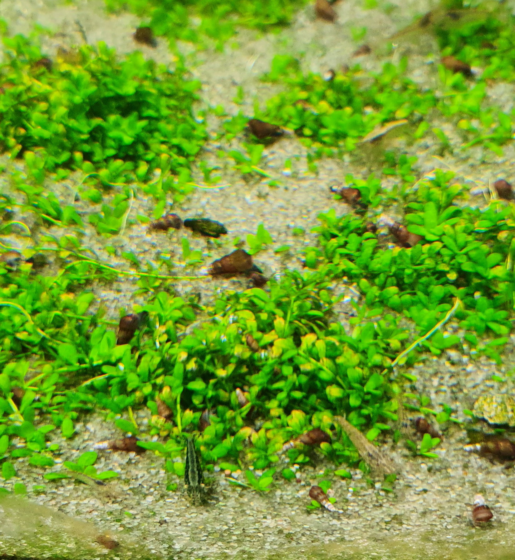 hemianthus callitrichoides Cuba-HCC.jpg