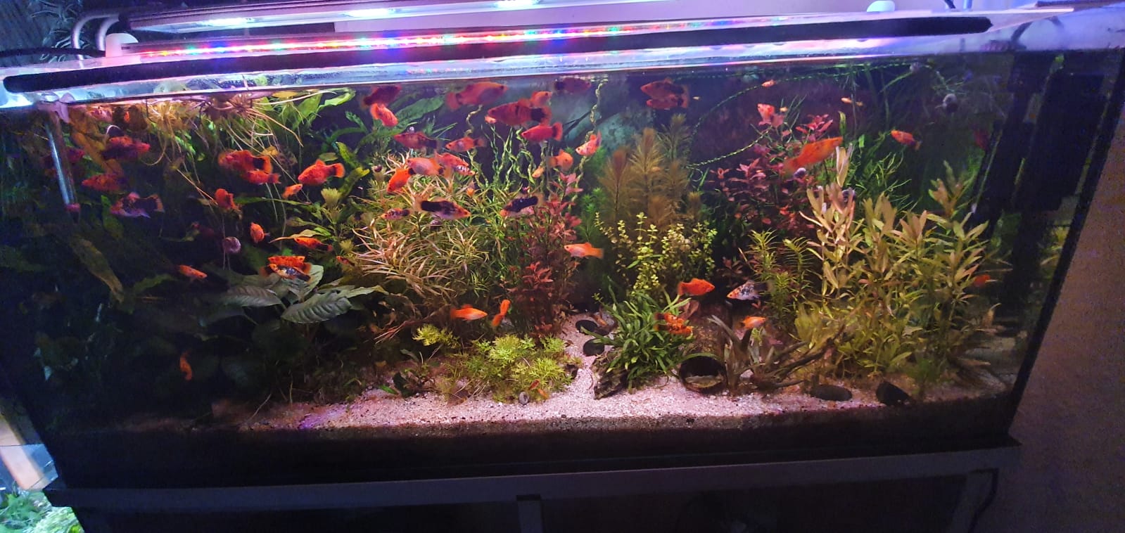 Mein Aquarium.jpeg