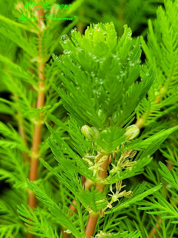 Myriophyllum sp. Roraima Blüte.jpg