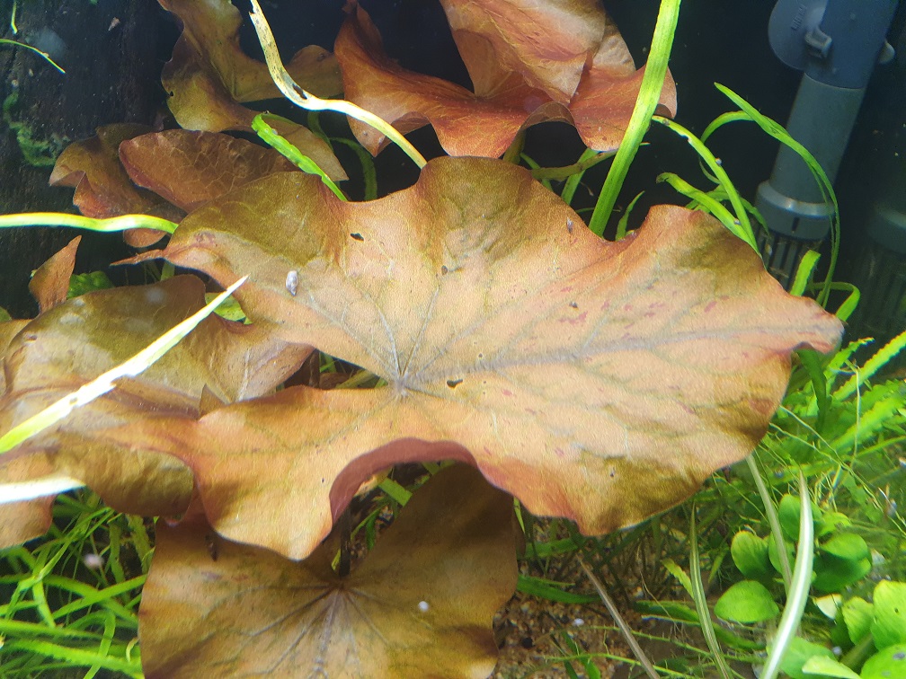 Nymphaea lotus rot, 01.1.jpg