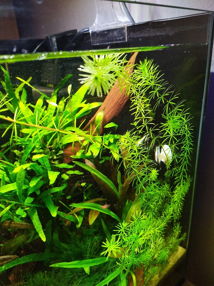 rotala.jpg