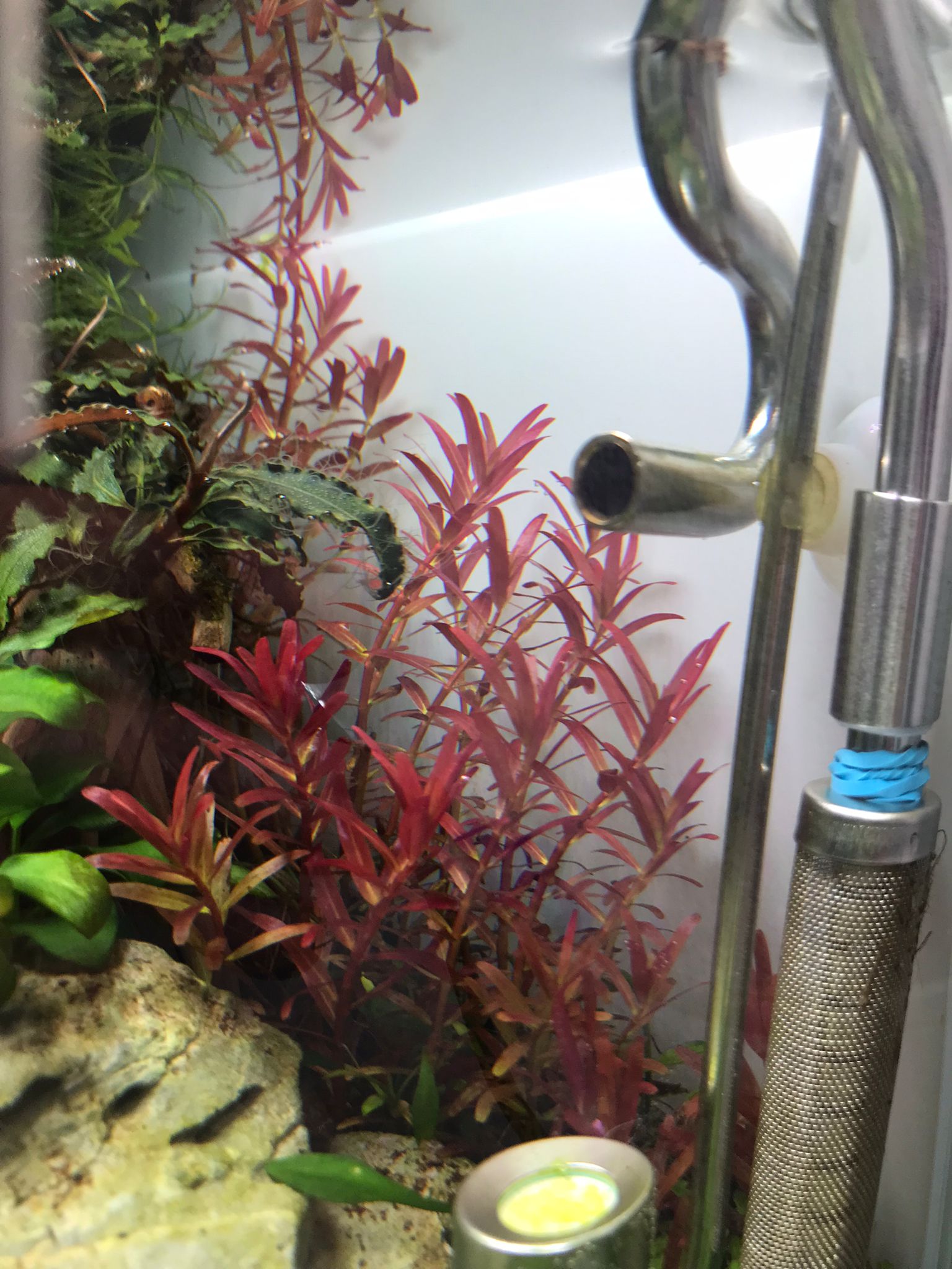 rotala Update.jpeg