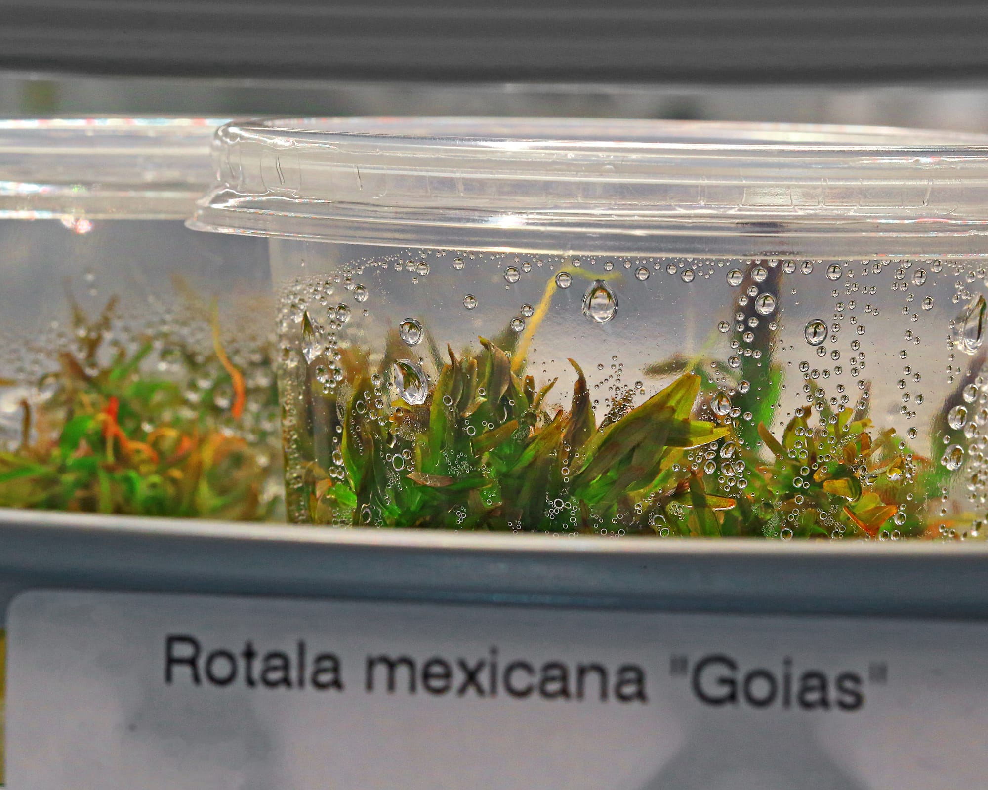 rotala_goias.jpg