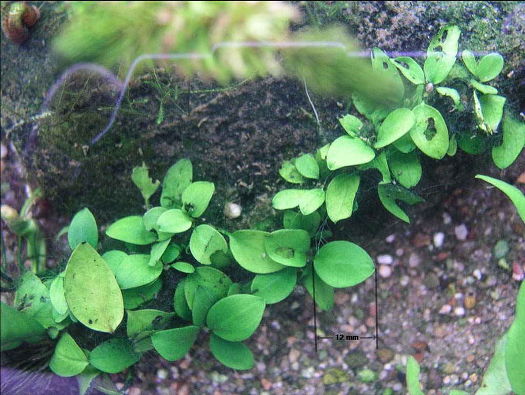 Testaquarium-Anubias 29.11.2020.jpg