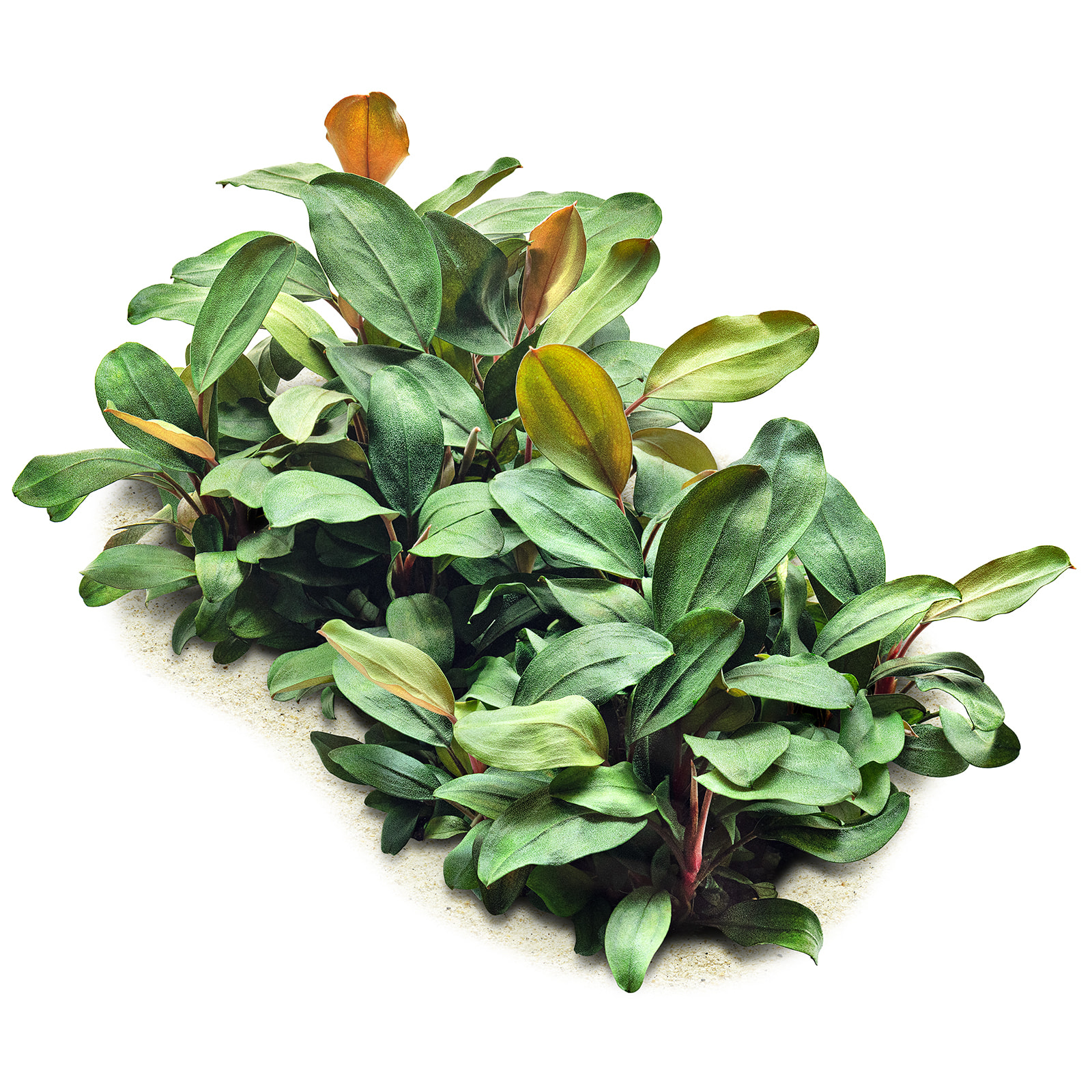 wp_Bucephalandra_sp._''Melawi_Fine_Edge''_135.0620.00_submers_weiss.jpg