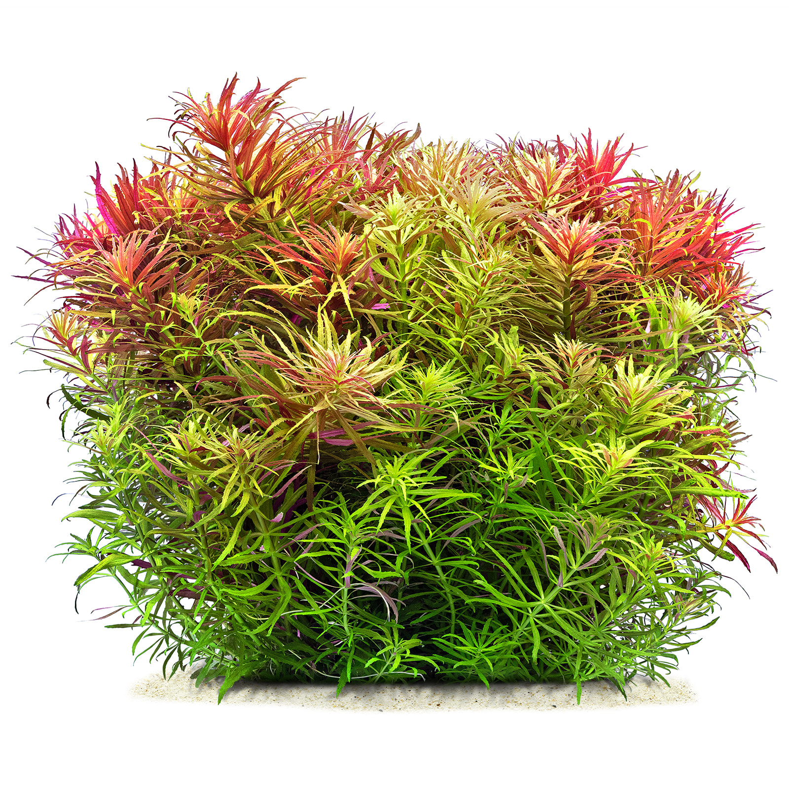 wp_Limnophila_hippuridoides_135.0062.00_submers_weiss.jpg