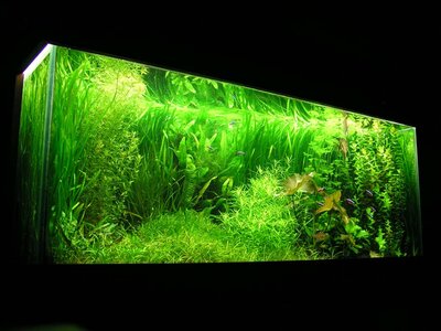 Aquarium 130309.jpg