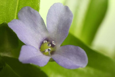 Bacopa caroliniana2.JPG