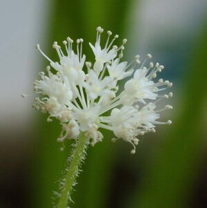 Hydrocotyle leucocephala.JPG