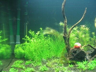 Aquarium 019.jpg