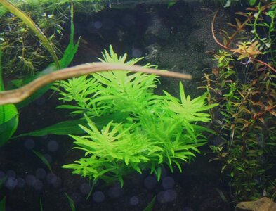 Rotala najean.JPG