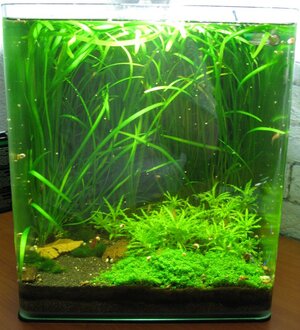 Aquarium - 30l NanoCube.jpg