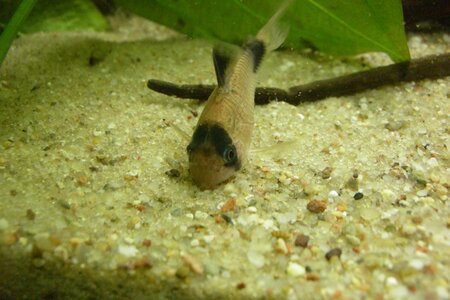 K1024_Corydoras panda.JPG