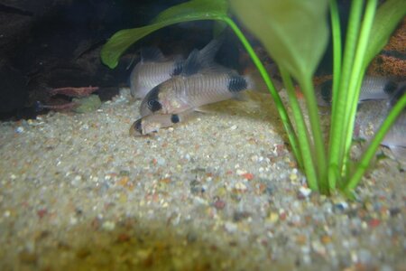 K1024_Corydoras panda 01.JPG