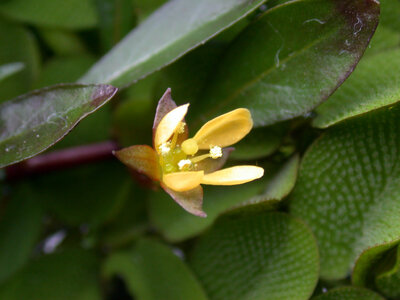 larcuata-flower3.JPG