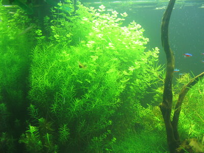 Aquarium 033.jpg