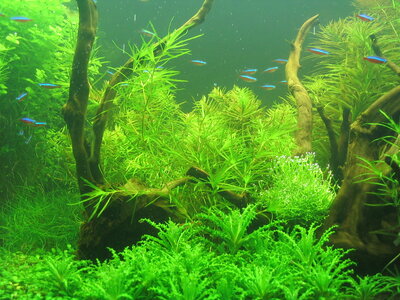 Aquarium 035.jpg