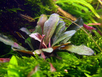 Bucephalandra.jpg