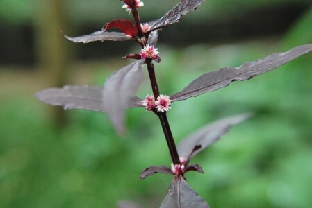 Alternanthera sessilis-1.JPG