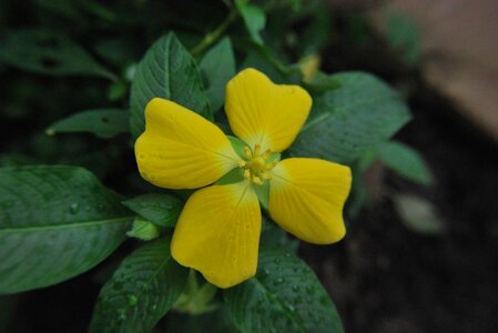 Ludwigia peruvian.JPG