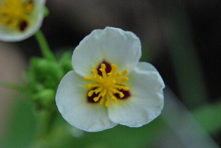 Sagittaria montevidensis ssp montevidensis.JPG