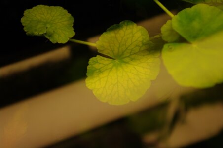 Hydrocotyle_leucocephala.JPG