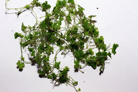 hydrocotyle_sp_japan_resize.jpg