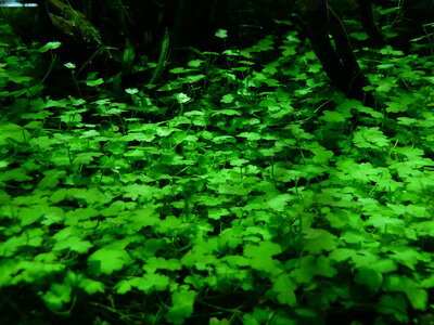 hydrocotyle01_resize.jpg