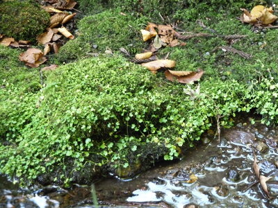 hydrocotyle02_resize.jpg