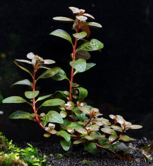 ludwigia_senegalensis_01_resize.jpg