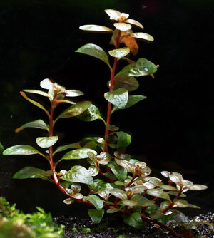 ludwigia_senegalensis_02_resize.jpg