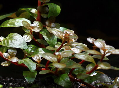 ludwigia_senegalensis_03_resize.jpg