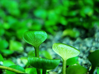 Marsilea crenata 1.jpg