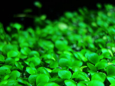 Marsilea crenata 2.jpg