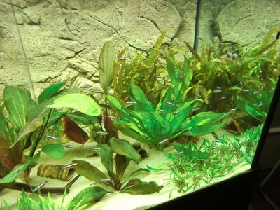 Aquarium27-11-10009.jpg