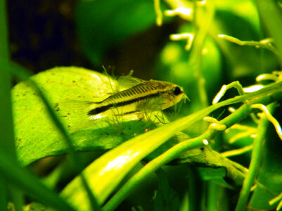 Corydoras pygmaeus.jpg