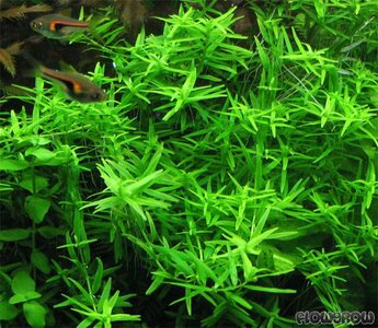 rotala-rotundifolia-green-4f7a022727746.jpg