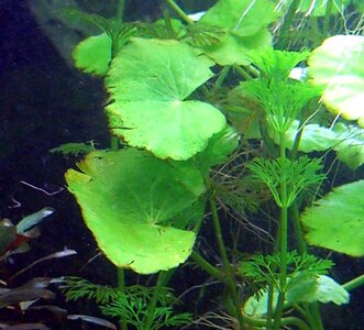 Hydrocotyle leucocephala.jpg