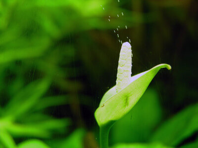 Blüte Anubias 141210.JPG