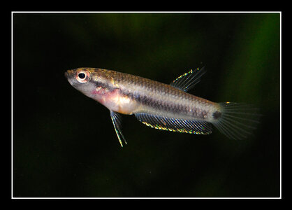 Betta rubra 18mm Jungfisch.jpg