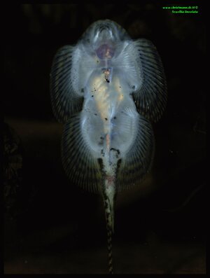 Sewellia lineolata 1.jpg